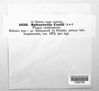 Sphaerella carlii image